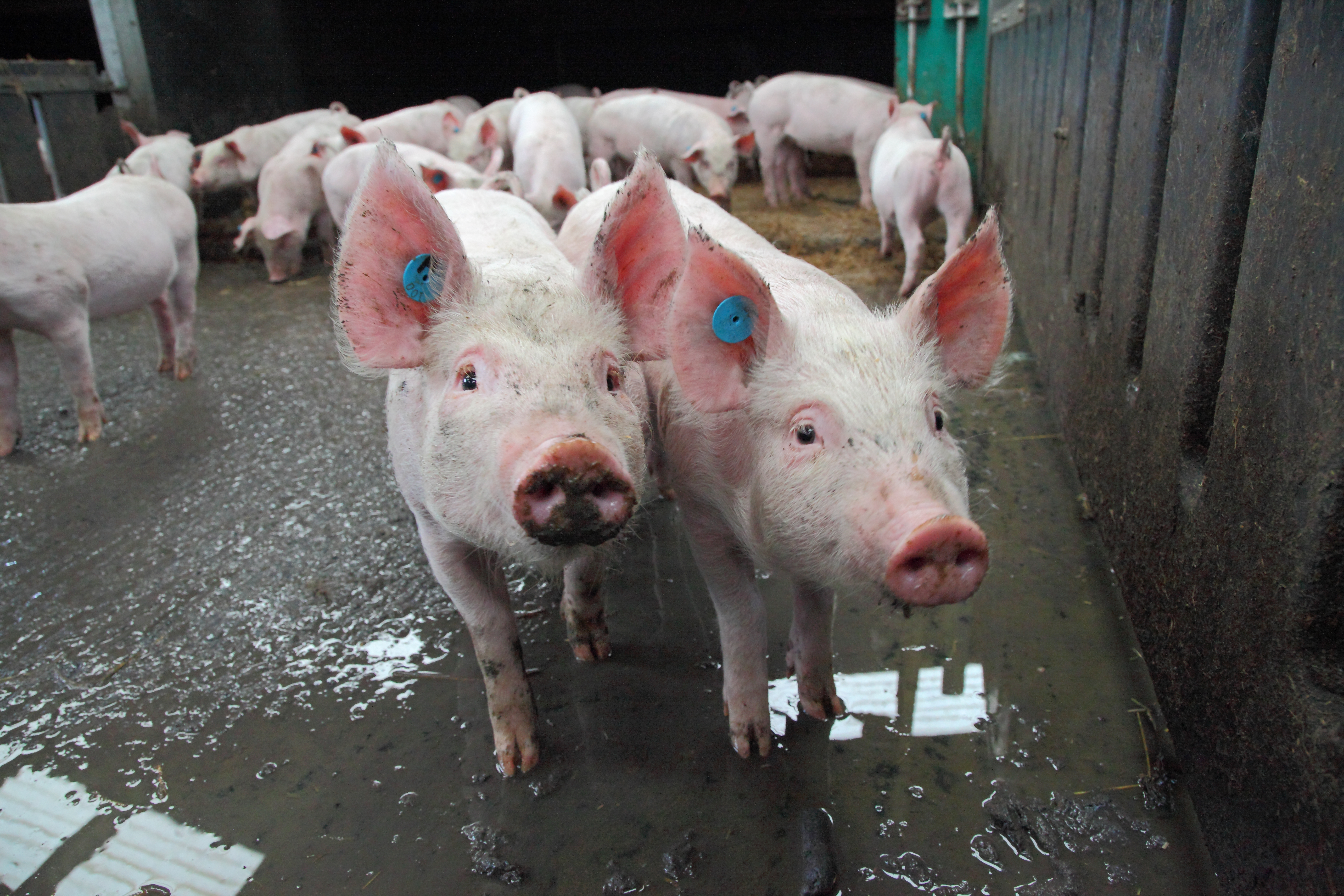 Farm Animals | Senses | RSPCA Education