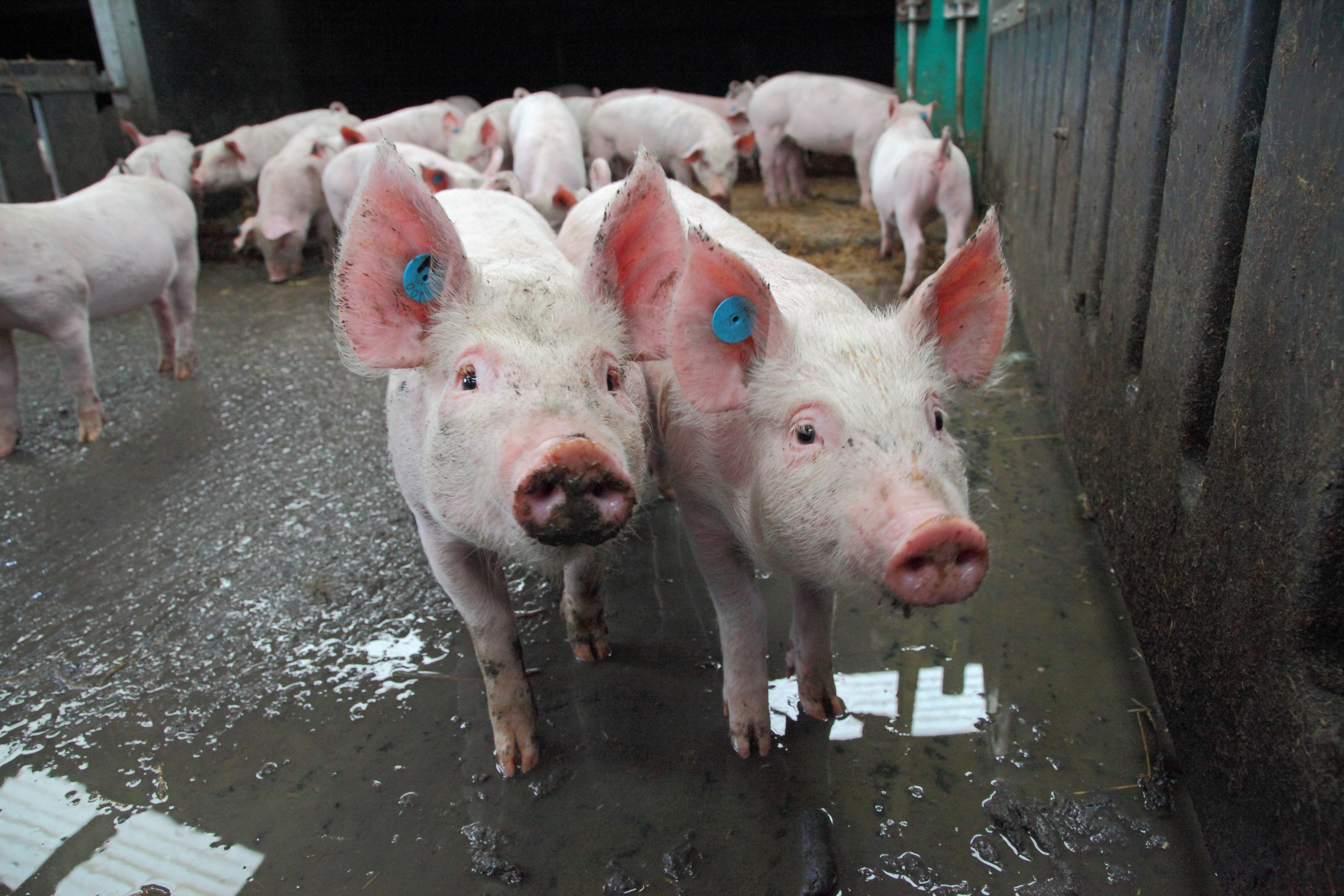 Farm Animals | Senses | RSPCA Education Farm Animals | Senses | RSPCA Education