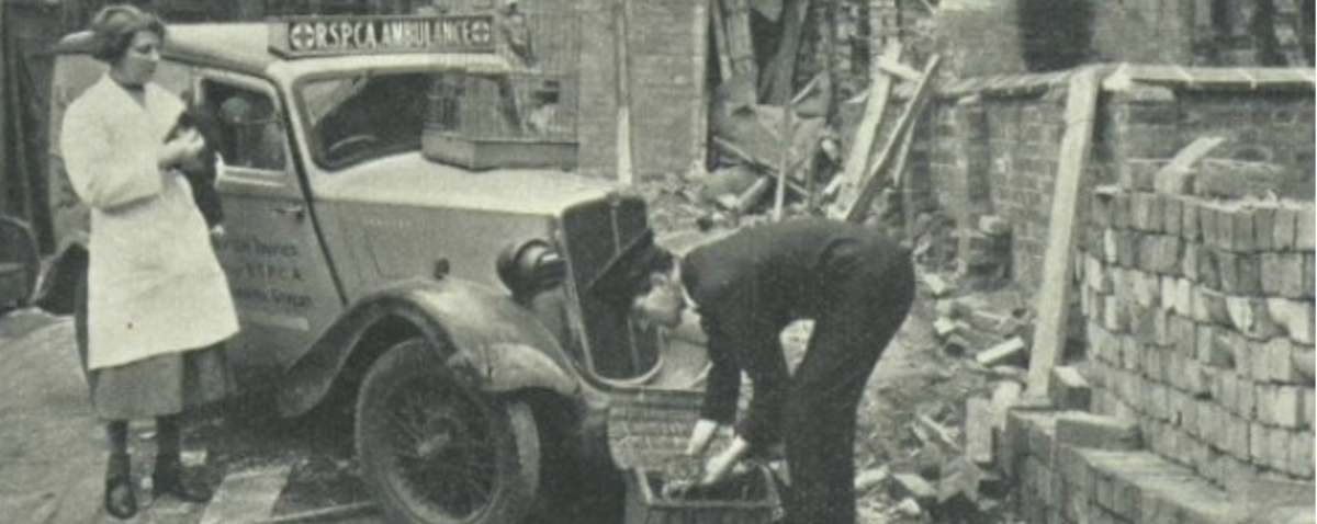 wartime archive photo showing rspca ambulance and two members of staff rescuing cats from bomb wreckage © RSPCA