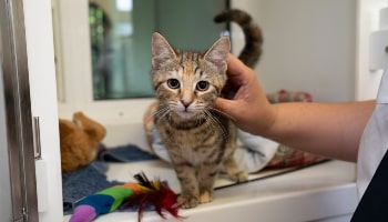 Discovering cats © RSPCA