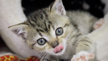 Kitten with tongue out