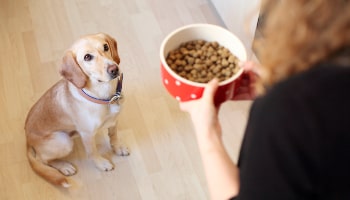 Dog at feeding time © RSPCA