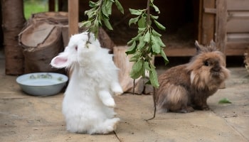 Discovering rabbits © RSPCA