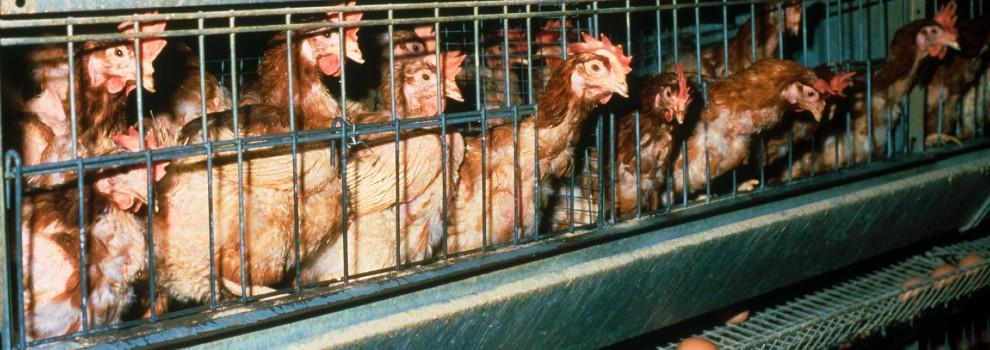 Battery hens in an indoor cage unit © RSPCA