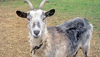 Goat standing in a field