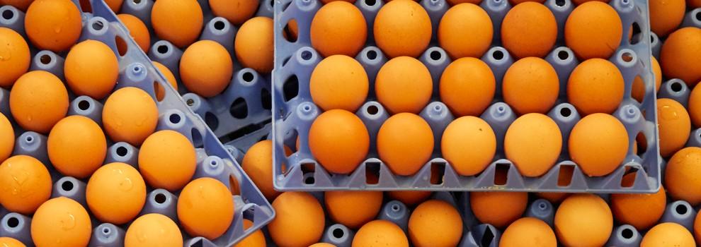 trays of eggs ready for packing © RSPCA