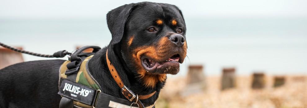 male rottweiler having a walk on a pebbly beach