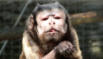 Front profile of Joey, a capuchin monkey