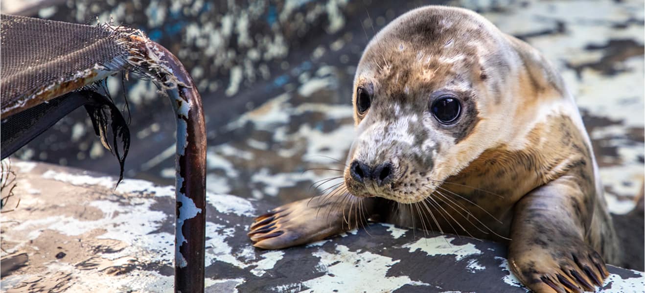 Seal pup is pulling himself up to peer over wall