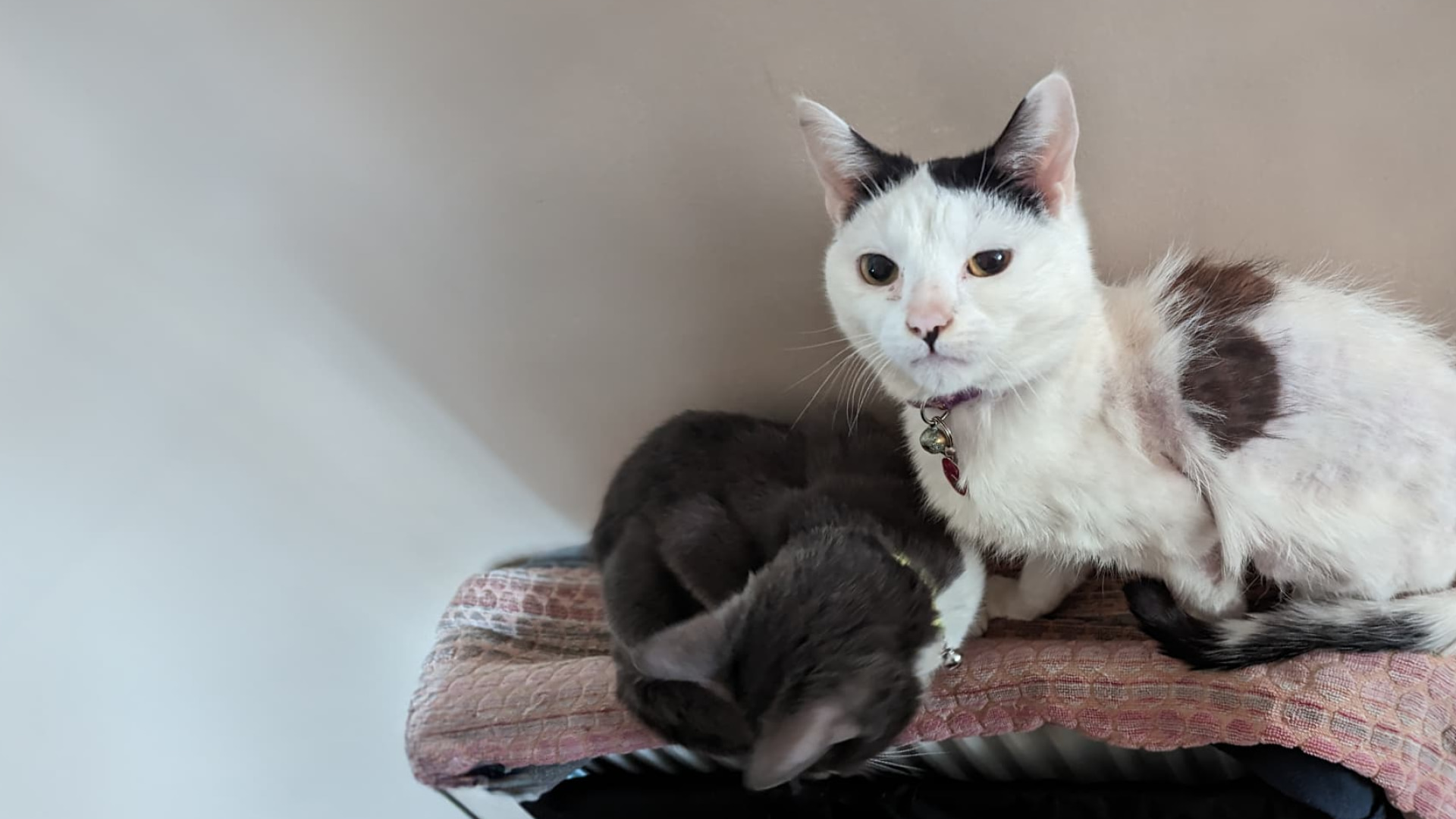 Two cats lying on a blanket balanced on a radiator.