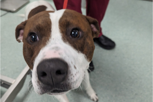 Roy, a brown and white staffy mix dog, looks forlornly at the camera.