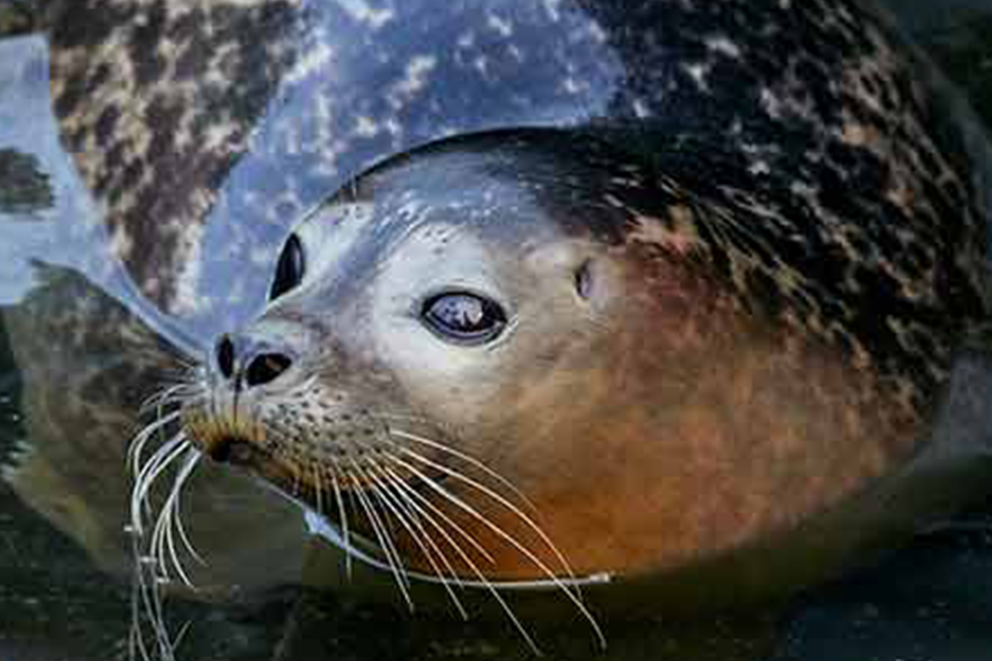 Close up shot of a seal