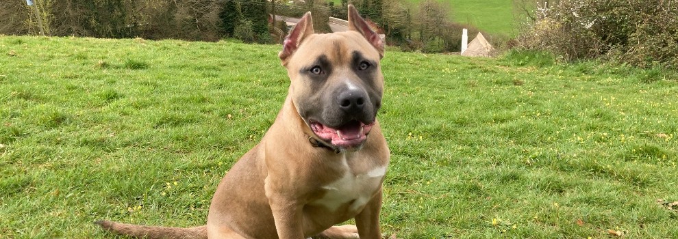 a dog with cropped ears sitting on grass