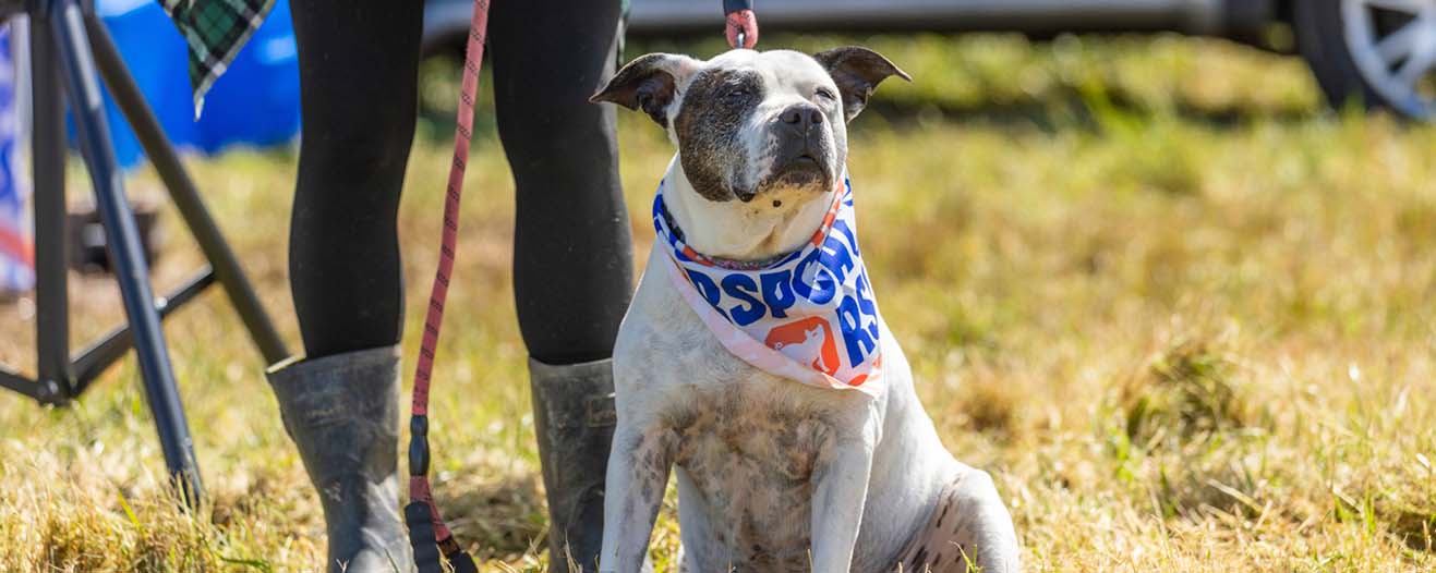 white dog wearing bandana sitting in a field by its owner