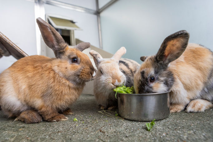 Three tri-colour rabbits beside a silver bowl, from which two are eating leafy green food