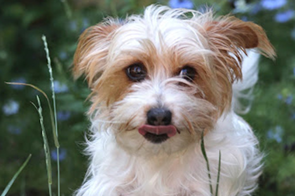 Small scruffy white and tan terrier dog named Boomer licking his nose outdoors surrounded by green foliage.
