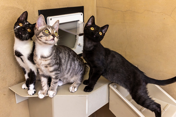 Three young cats—tuxedo, grey tabby, and solid black—standing near an indoor cat flap.