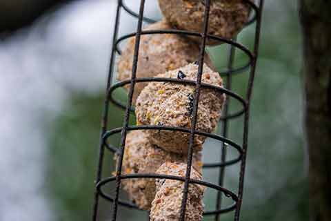 Close-up of bird fat balls in holder  hanging in the garden.