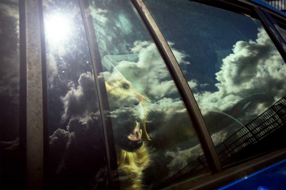 A dog inside a car on a hot day.