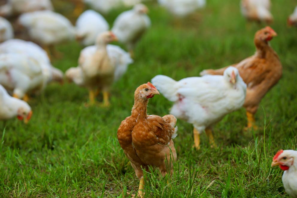 A flock of free range meat chickens standing on grass.