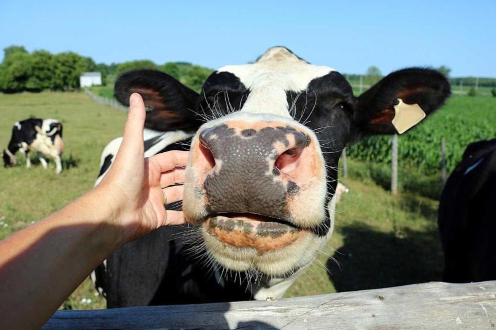 Close up shot of a dairy cow