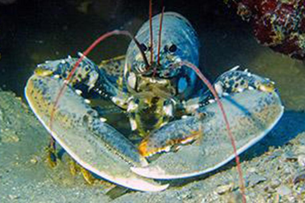 Underwater photo of sealife