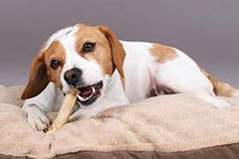 Dog chewing on a dog chew to help with dental hygiene.
