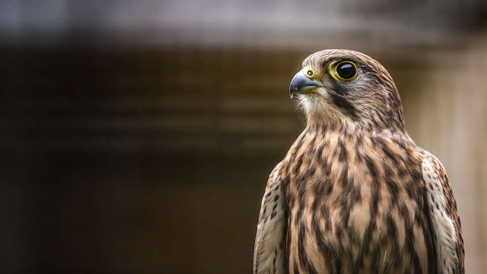 A large buzzard with smooth, brown and black feathers.