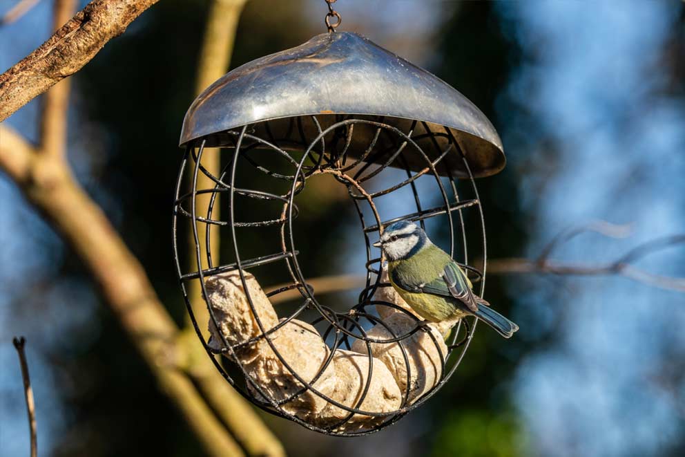 A Blue tit on a fat ball feeder