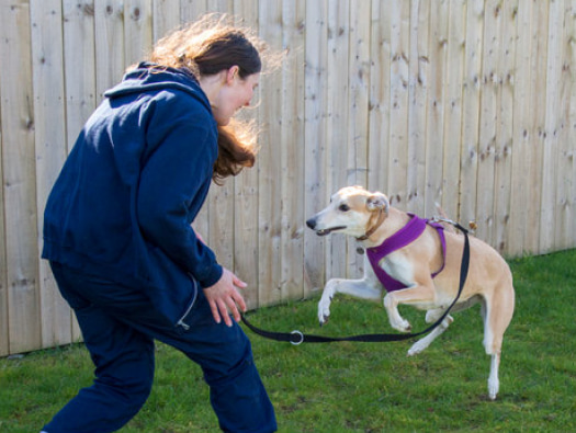 Millie the rescue dog enjoying playing and bonding with her animal care assistant outside.