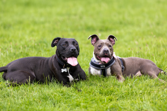 Two dogs looking healthy and happy sitting outside on the grass