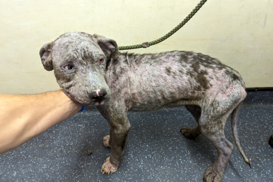 Ribcage showing on a rescued dog that was suffering neglect.