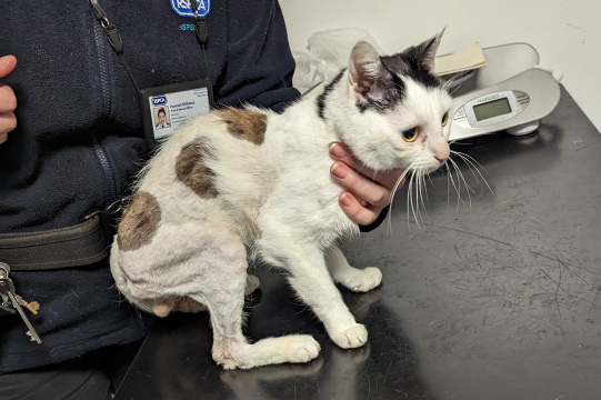 Skinny and scared looking cat under vet examination.