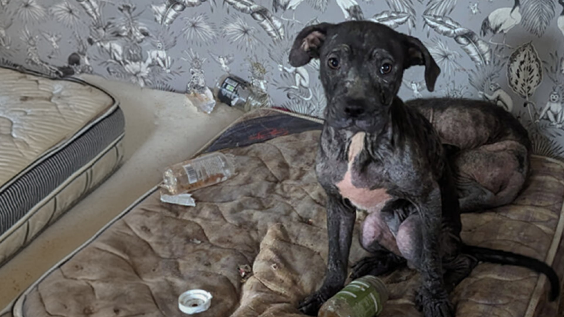 Two underweight puppies sitting on a dirty mattress in a littered room.