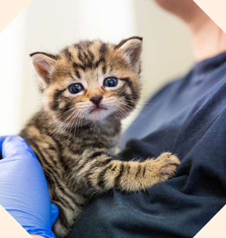 A kitten having a cuddle with a vet.