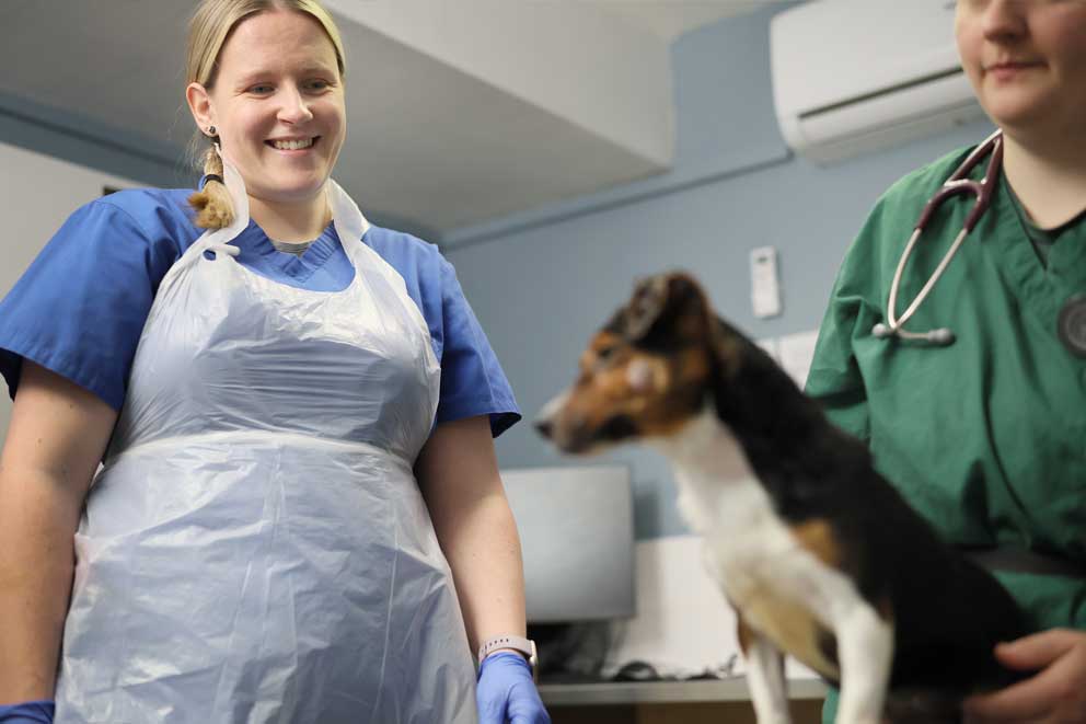 A dog sitting while being examined by a vet and a vet's nurse.