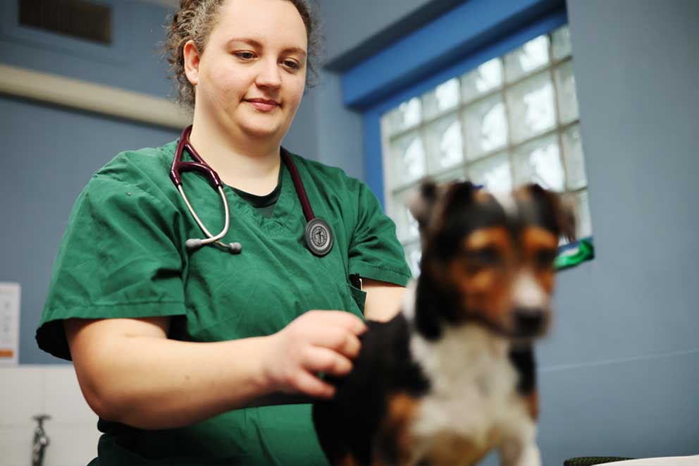 Megan examining a dog at work.