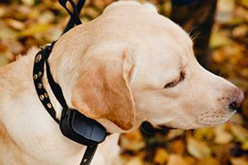 A golden labrador dog wearing a shock collar around the neck.