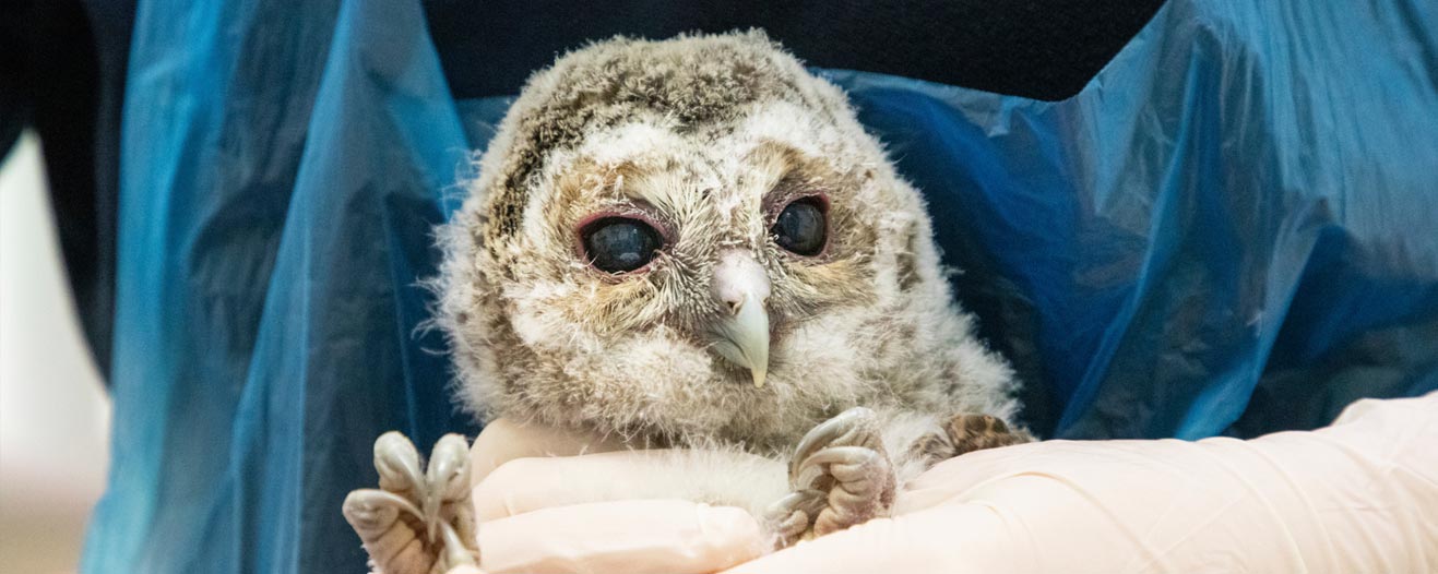 An orphaned tawn owl is rescued and treated at Mallydams wildlife centre.