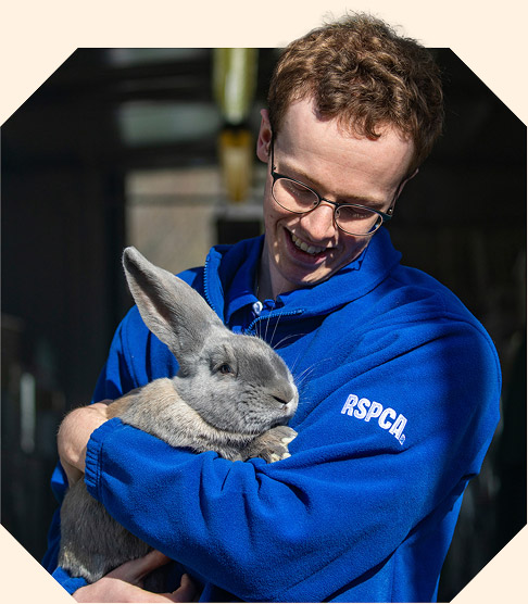 An RSPCA worker wearing a bright blue long sleeved t-shirt holding a large grey rabbit.