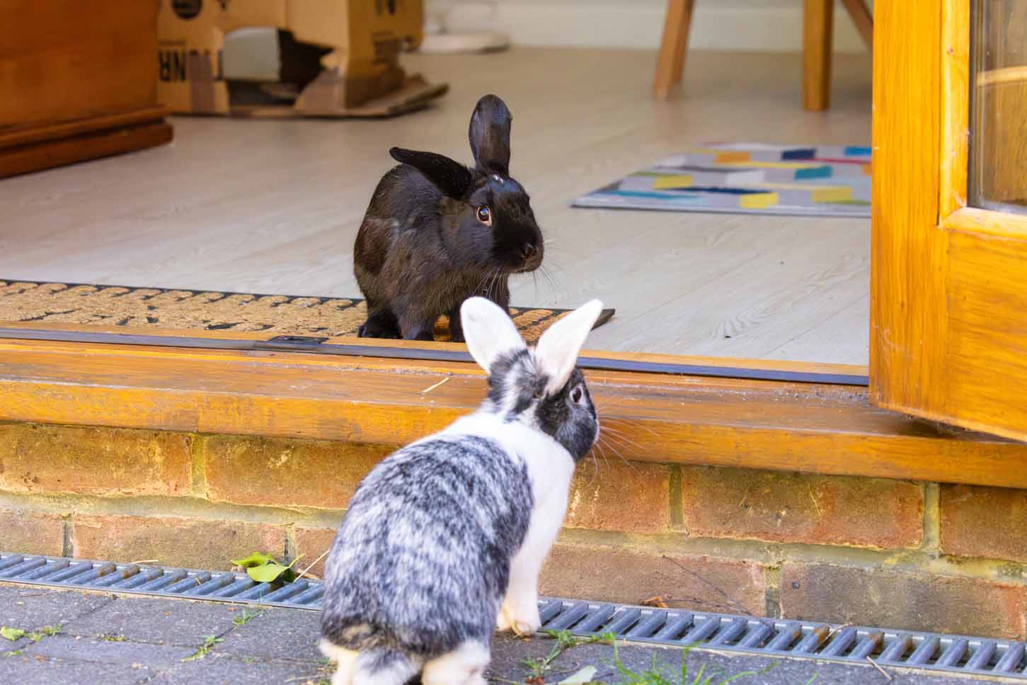 A black and white speckled rabbit sits outside on a patio facing a black rabbit who sits inside an open doorway.