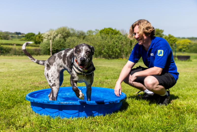 A Merle Lurcher dog standing in a paddling pool on a hot day next to a RSPCA staff member