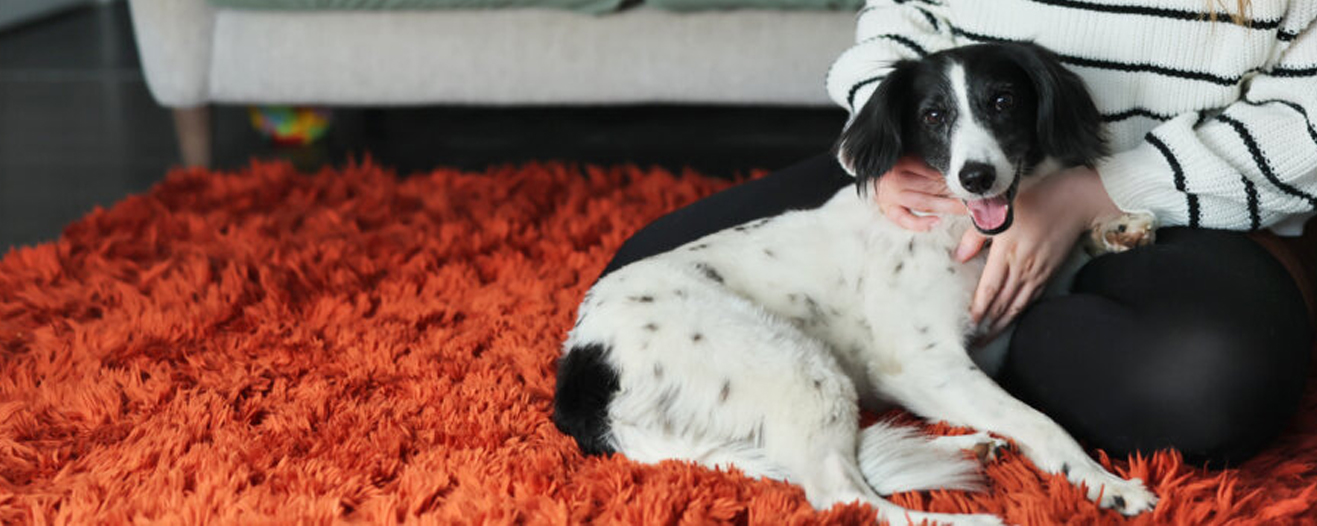 Floss, a white and black spaniel cross laying on a red fluffy rug snuggled next to her new owner.
