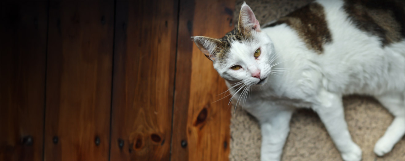 Boris, a white cat with hazel eyes and brown patches laying down on a beige rug.