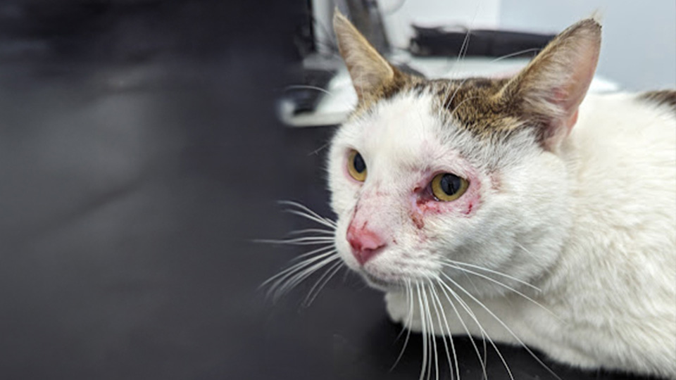 Boris, a white cat with brown patches laying down on a vets table, with wounds visible on his eyes and nose.