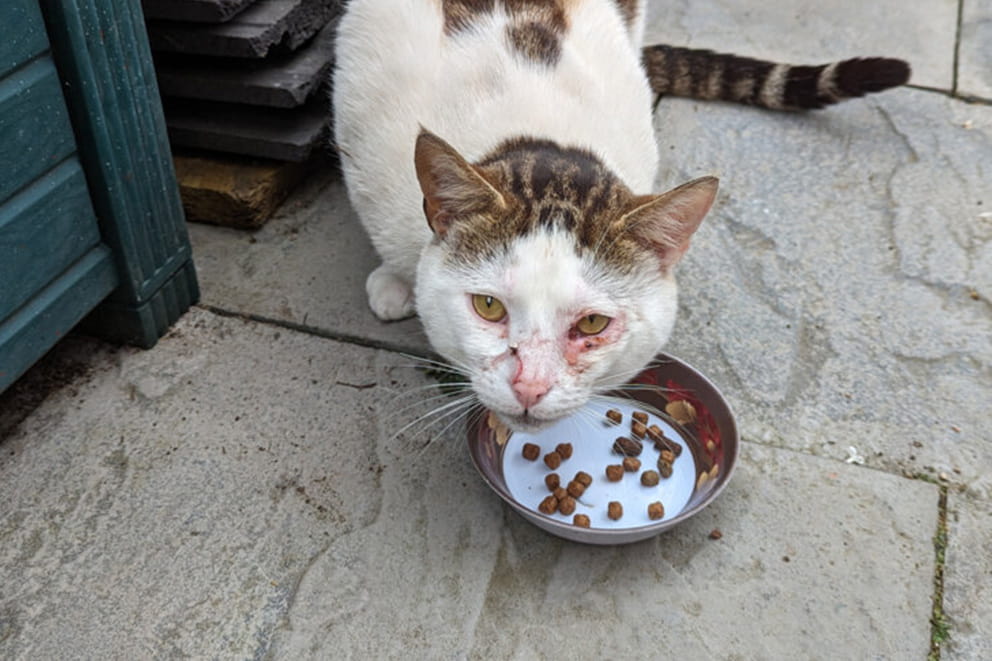 Boris, a white cat with brown patches and wounds on his eye and nose looking up over a food bowl containing a few pieces of dry food.