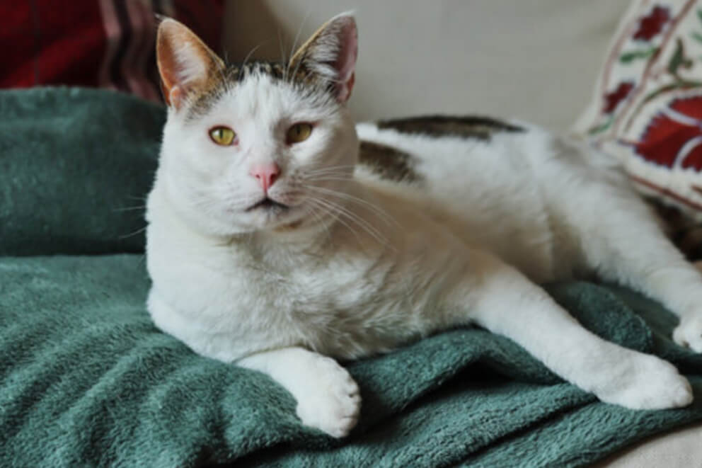 Boris, a white cat with tortoiseshell patches laying on a dark green blanket.