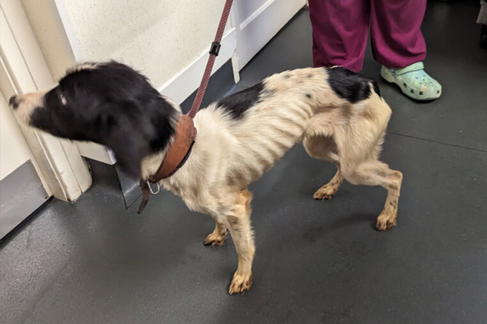 Floss, a black and white dog standing in a vets looking sad and extremely thin with ribs showing.