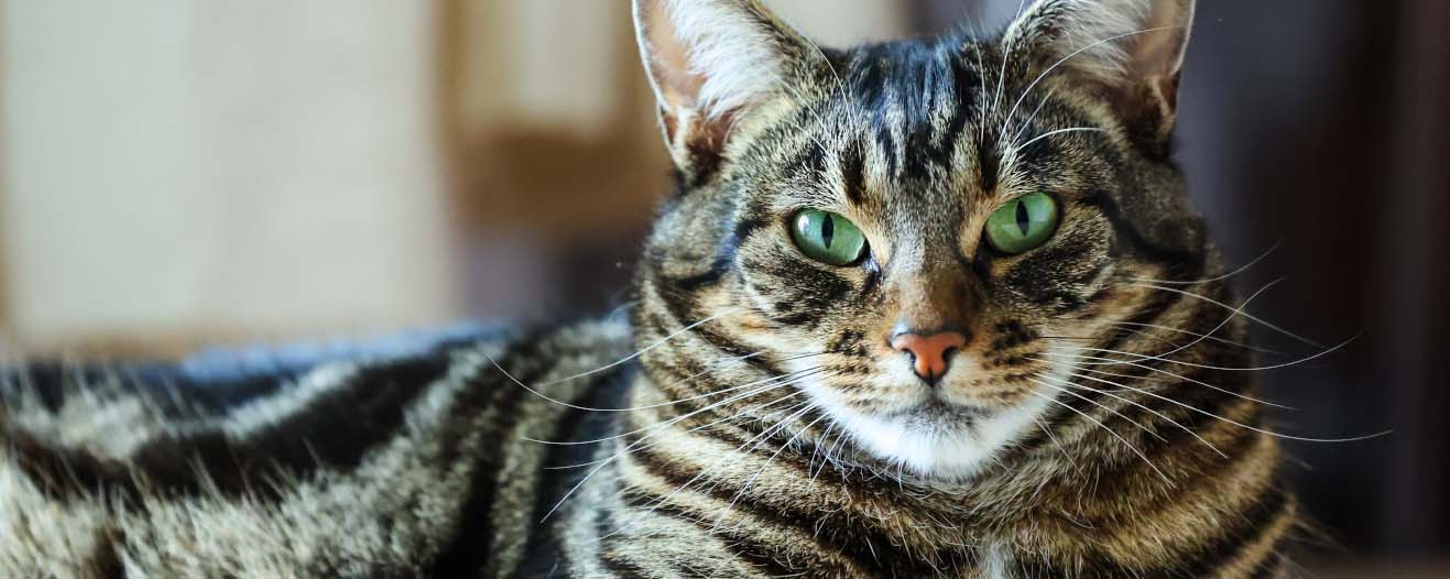 Jaffa, a brown tortie cat with green eyes laying down looking directly into the camera.