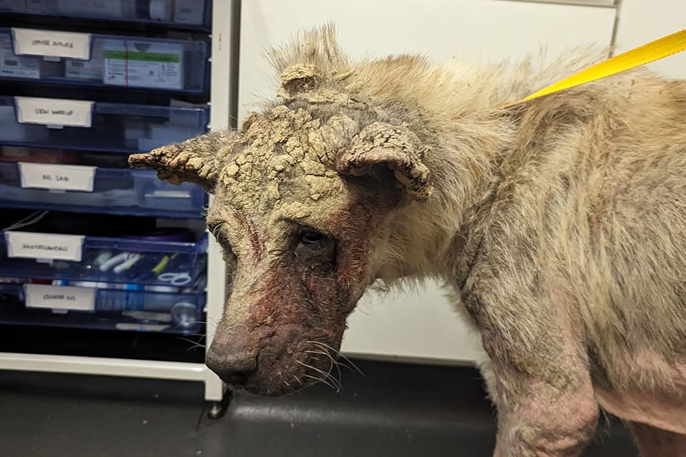 Lola, a large dog at the vets. She is bowing her head which is covered in thick scabs.